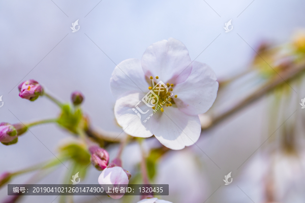 櫻花