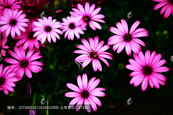 藍(lán)目菊