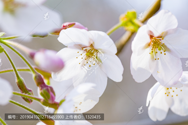 櫻花