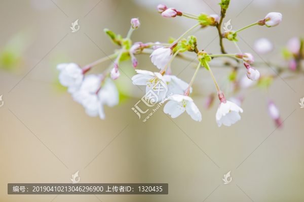 櫻花