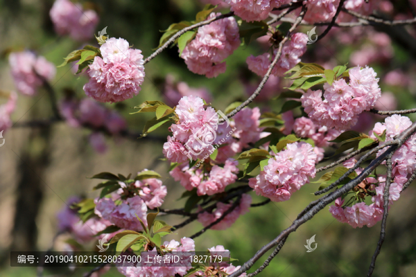 櫻花