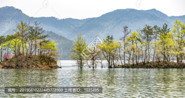 水面上的樹林