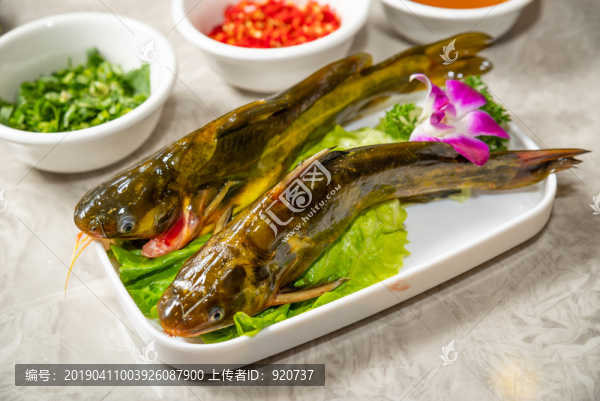 黃甲魚