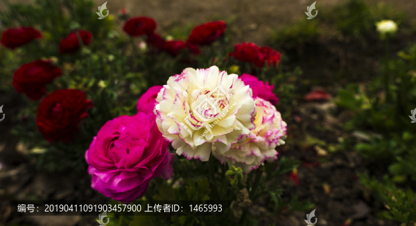 盛開(kāi)的花朵