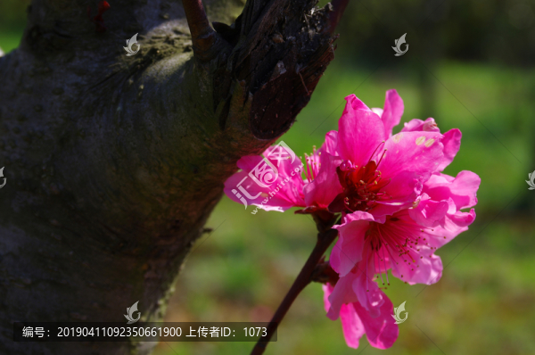 滿園春色