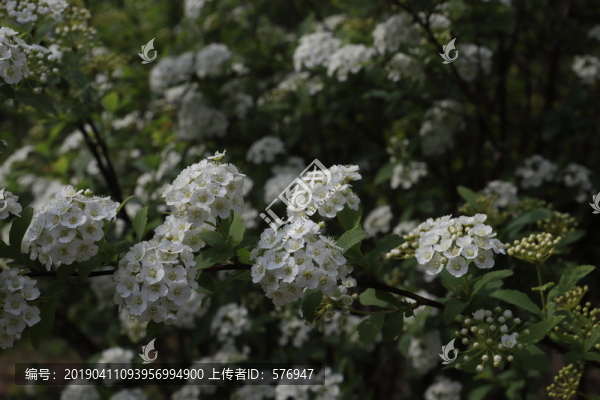 繡線菊高清