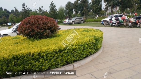 園林景觀小灌木帶
