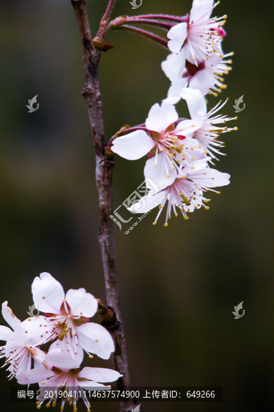 櫻花