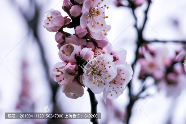 梅花