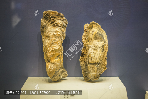 牡蠣化石高清大圖