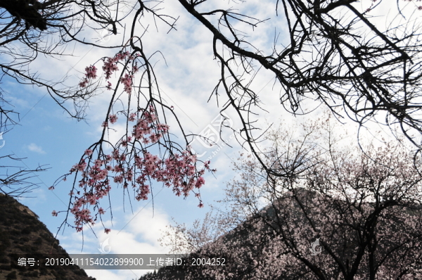 西藏林芝桃花