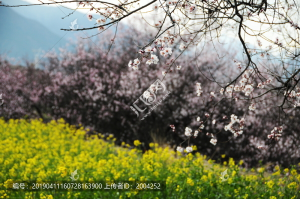 西藏林芝桃花