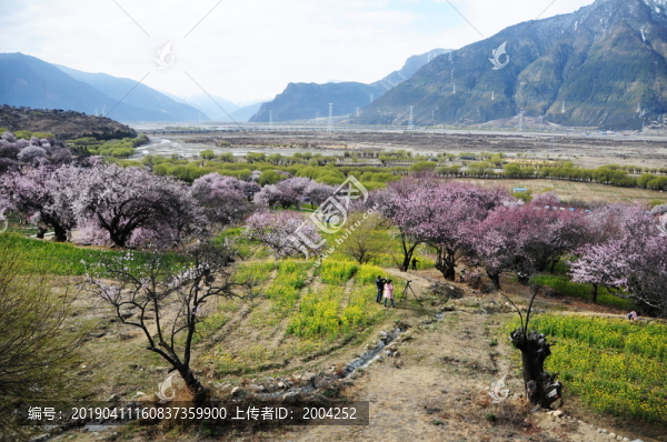 西藏林芝桃花