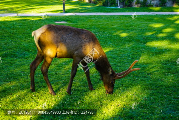 鹿吃草