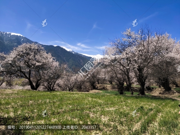田園桃花