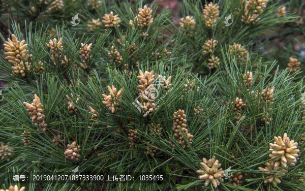 松花