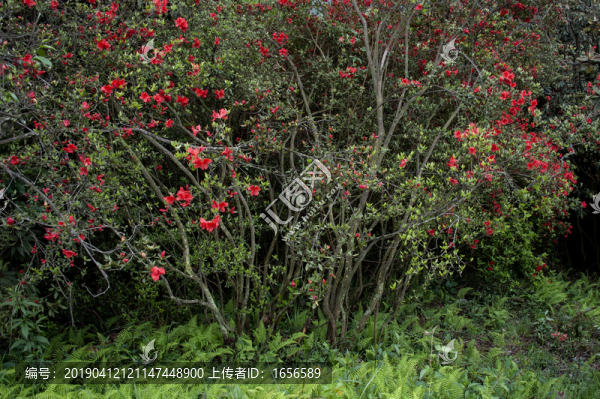 百里杜鵑映山紅