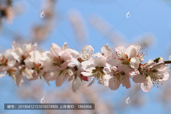 春光燦爛山桃花