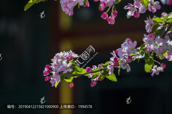 海棠