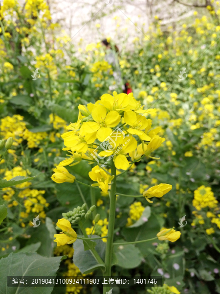 油菜花
