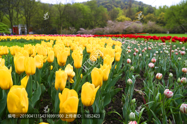 郁金香花海