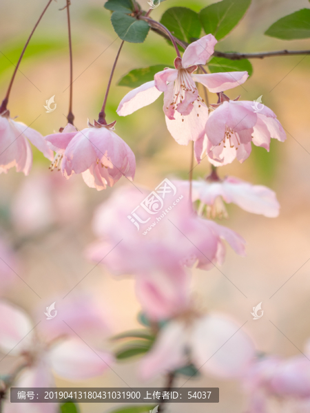 櫻花特寫