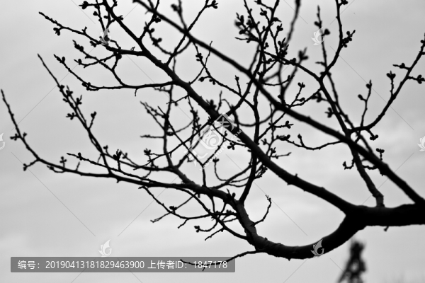 山桃花