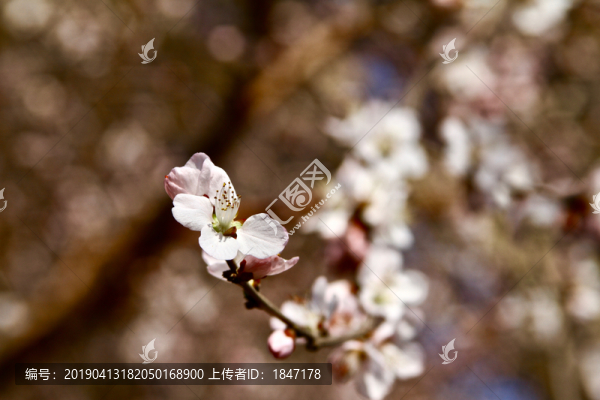 山桃花
