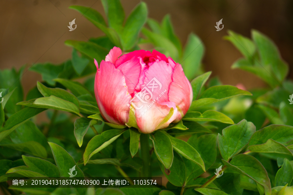 牡丹花03