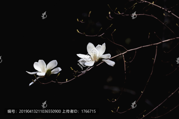 將敗的白玉蘭