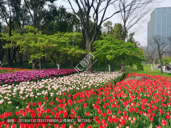 郁金香花海