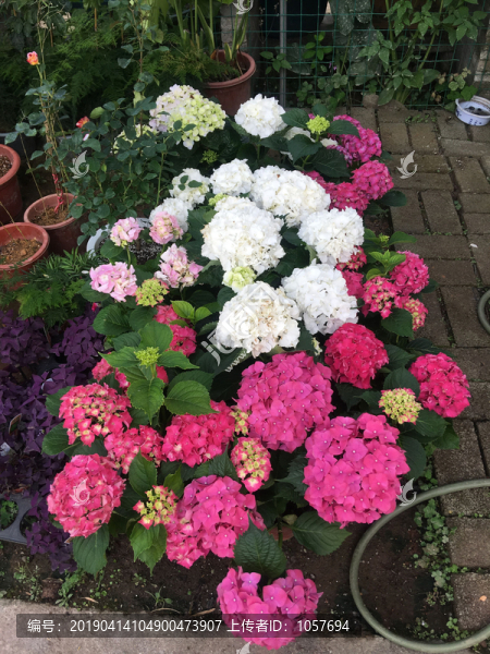 八仙花繡球