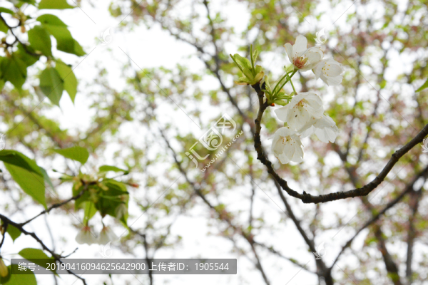 櫻花