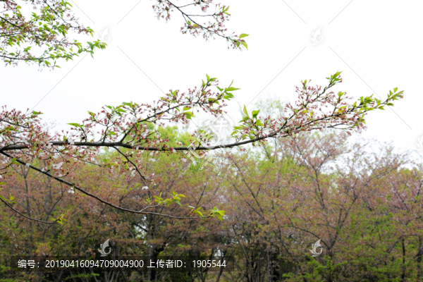 櫻花