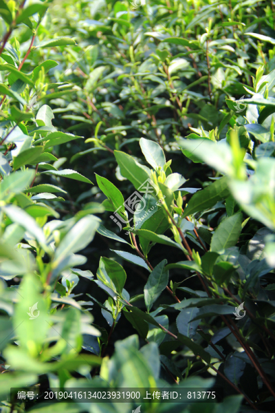 茶園茶籠
