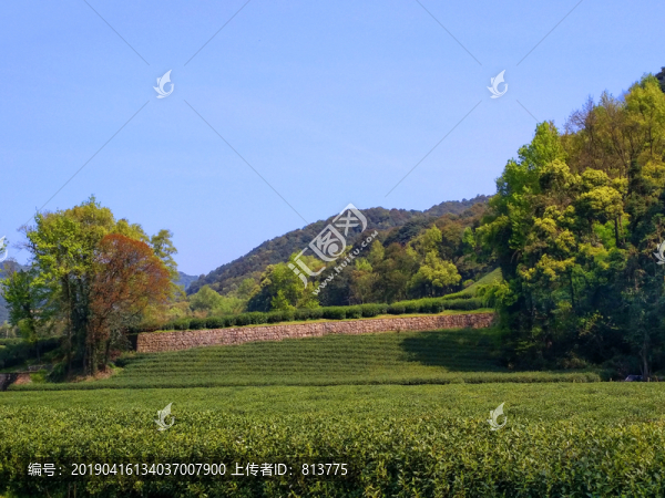 茶園山林美