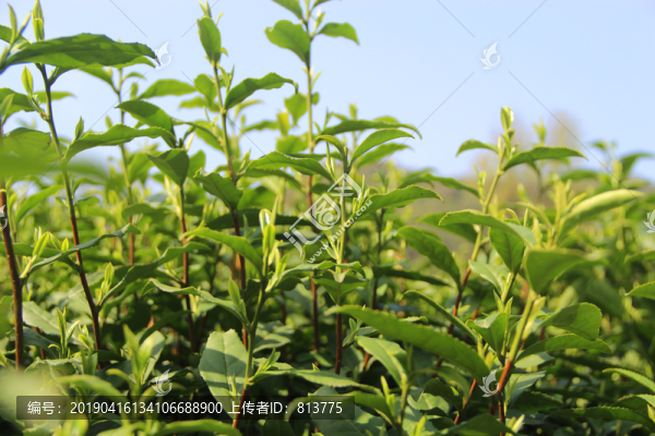 近景茶樹(shù)