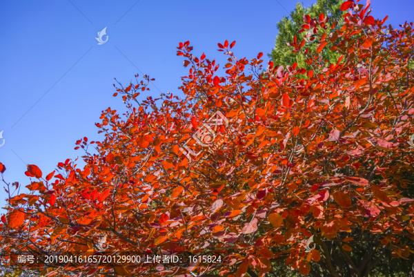 香山紅葉高清大圖