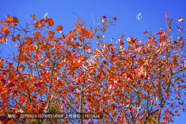 香山紅葉高清大圖