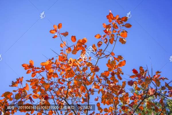 香山紅葉高清大圖
