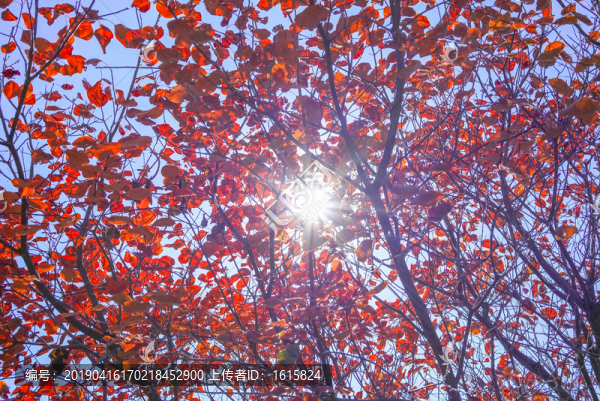 香山紅葉高清大圖
