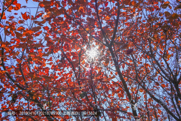 香山紅葉高清大圖