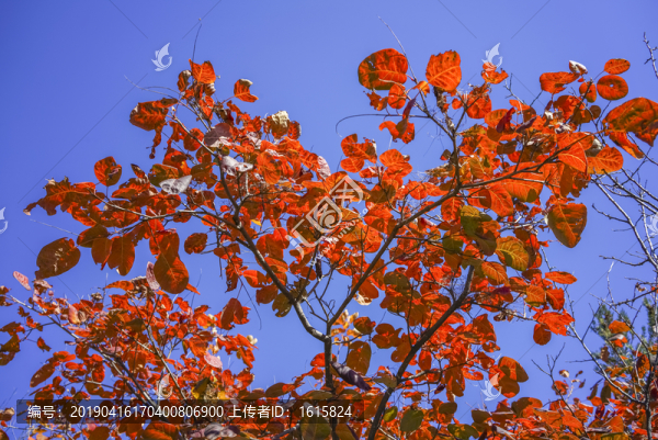 香山紅葉高清大圖