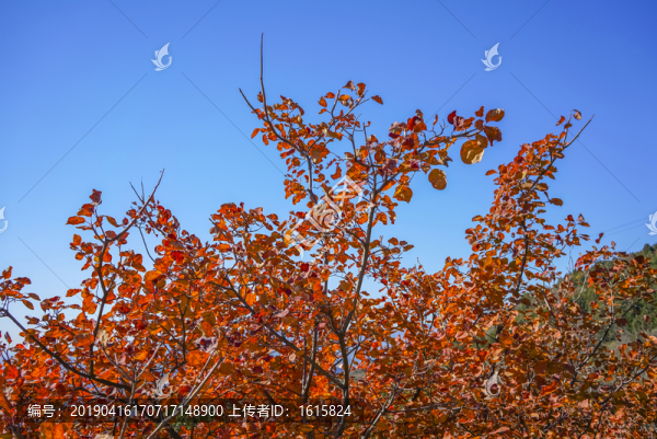 香山紅葉高清大圖