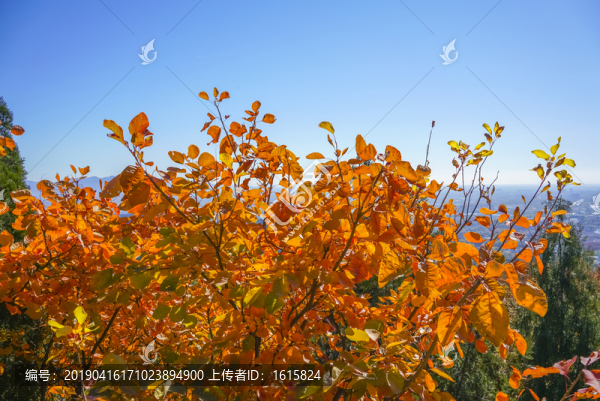 香山紅葉高清大圖