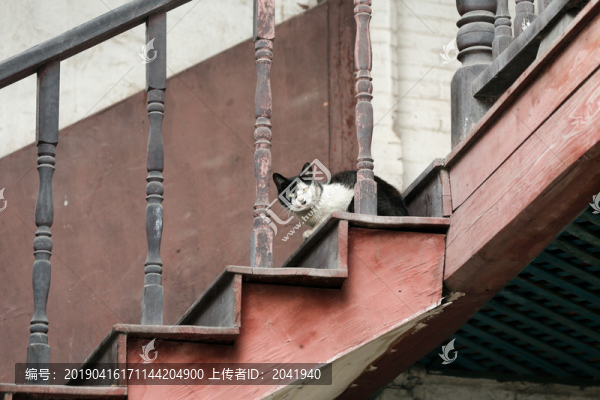樓梯上的貓