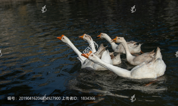 鵝