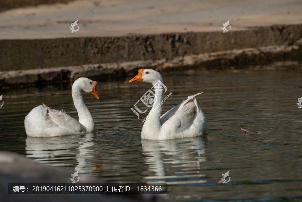 鵝