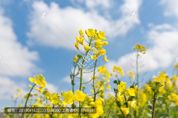 油菜花