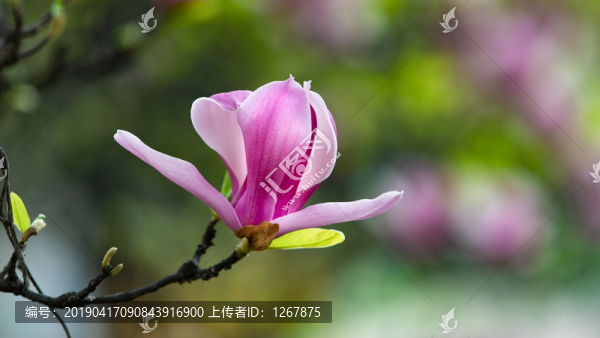一支綻放的粉色郁金香